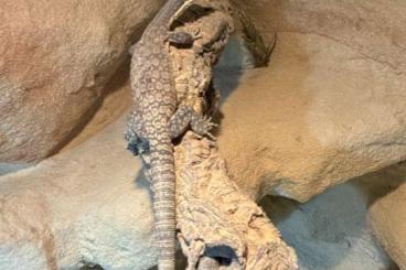 Warane kaufen und verkaufen Foto: Tausche Varanus glauerti 1.0 mänchen gegen 0.1 Weibchen 