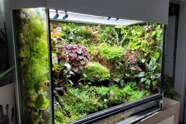 Terrarien kaufen und verkaufen Foto: Panorama Regenwald Terrarium 