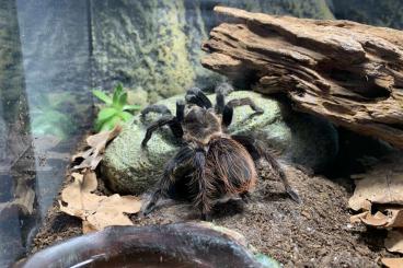 Vogelspinnen kaufen und verkaufen Foto: Biete zwei Vogelspinnen + Terrarien und Equipment