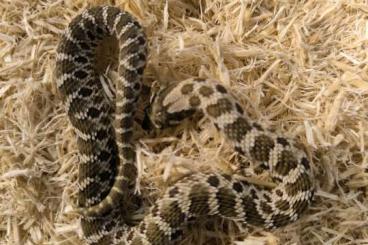 Schlangen kaufen und verkaufen Foto: Heterodon nasicus.Classic Lemon Ghost 