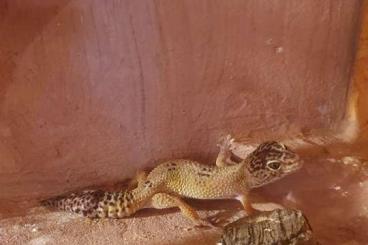 Geckos kaufen und verkaufen Foto: weiblicher Leopardengecko