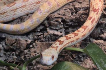 Nattern ungiftige kaufen und verkaufen Foto: Pituophis catenifer sayi 1.0 Nattern ungiftige kaufen und verkaufen Foto: Pituophis catenifer sayi 1.0