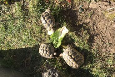 Landschildkröten kaufen und verkaufen Foto: Griechische Landschildkröten Landschildkröten kaufen und verkaufen Foto: Griechische Landschildkröten