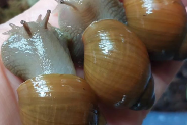 Mollusca kaufen und verkaufen Photo: Suche Megabolingus Schnecken 