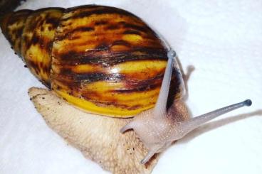 Mollusca kaufen und verkaufen Photo: Schnecken haben es verdient zu leben ????