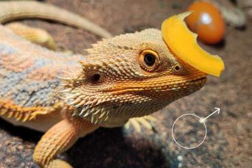 Bearded dragons kaufen und verkaufen Photo: Red - Blue Tiger Dragon.. 