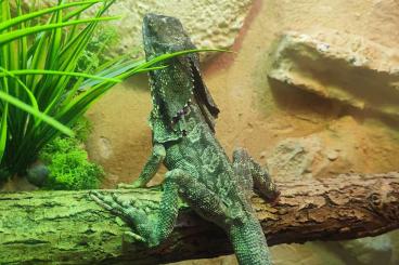 Agama kaufen und verkaufen Photo: Chlamydosaurus kingii / Kragenechse 1.0 Agama kaufen und verkaufen Photo: Chlamydosaurus kingii / Kragenechse 1.0
