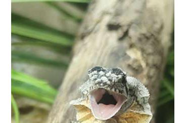Agama kaufen und verkaufen Photo: Kragenechse / Chlamydosaurus kingii