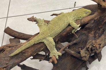 Lizards kaufen und verkaufen Photo: Rhacodactylus leachianus Mt. Koghis, Typ A
