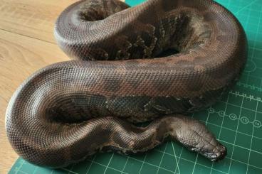 Pythons kaufen und verkaufen Foto: 1.1 Python curtus Blackhead