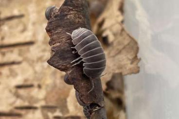 Insects kaufen und verkaufen Photo: Isopoden Armadillum officinalis aus Barxelona (Menressa)