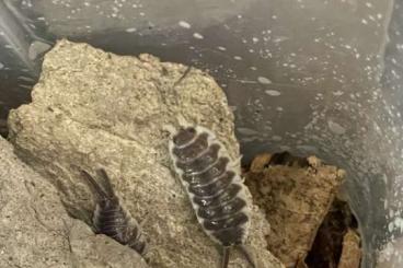 other Arthropoda kaufen und verkaufen Photo: Porcellio hoffmannseggii (Isopoden)