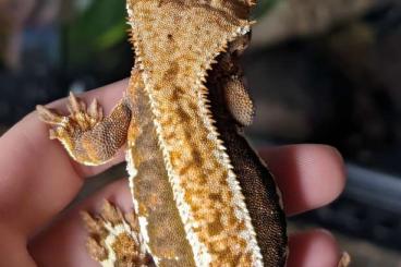 Geckos kaufen und verkaufen Photo: 1.1 Kronengecko Nachzuchten aus 2022
