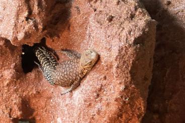 Warane kaufen und verkaufen Foto: Varanus pilbarensis/ Varanus gilleni Warane kaufen und verkaufen Foto: Varanus pilbarensis/ Varanus gilleni