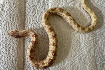 Snakes kaufen und verkaufen Photo: Verkaufe Heterodon nasicus Snakes kaufen und verkaufen Photo: Verkaufe Heterodon nasicus