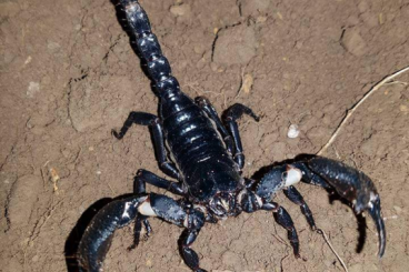 Spinnen und Skorpione kaufen und verkaufen Foto: Vogelspinnen, Skorpione, Skolopender!