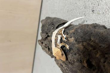 Lizards kaufen und verkaufen Photo: Kronengecko Nz aus 2024 abzugeben Lizards kaufen und verkaufen Photo: Kronengecko Nz aus 2024 abzugeben