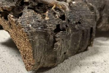 Echsen kaufen und verkaufen Foto: Uroplatus phantasticus nz 25 ab August abzugeben Echsen kaufen und verkaufen Foto: Uroplatus phantasticus nz 25 ab August abzugeben