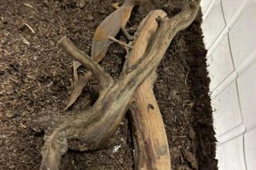 Echsen kaufen und verkaufen Foto: Uroplatus Phantasticus zur Abgabe Echsen kaufen und verkaufen Foto: Uroplatus Phantasticus zur Abgabe