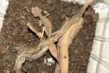 Geckos kaufen und verkaufen Photo: Uroplatus Phantasticus und Kronengeckos abzugeben Geckos kaufen und verkaufen Photo: Uroplatus Phantasticus und Kronengeckos abzugeben