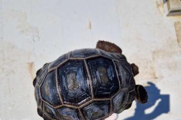 Schildkröten  kaufen und verkaufen Foto: Tartarughe esotiche rare !