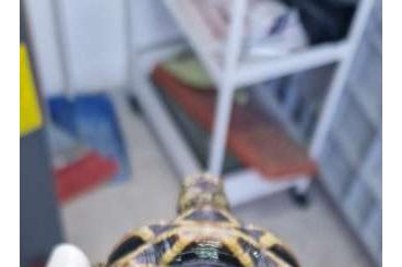 Schildkröten  kaufen und verkaufen Foto: Tartarughe esotiche e mediterranee