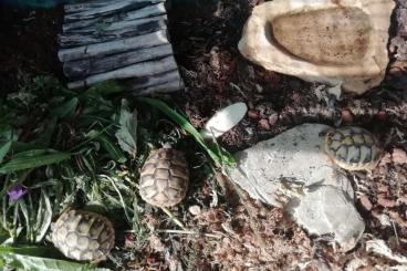 Landschildkröten kaufen und verkaufen Foto: Griechische Baby Landschildkröten