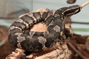 Venomous snakes kaufen und verkaufen Photo: 4.2 Agkistrodon taylori - Taylors Mokassinotter