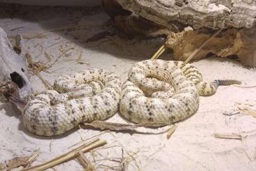 Venomous snakes kaufen und verkaufen Photo: Crotalus pyrrhus - TA Mountain CB23