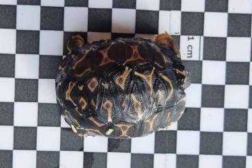 Tortoises kaufen und verkaufen Photo: 2 Strahlenschildkröten, Astrochelys Radiata NZ 23 "Weibchen? Je 490,--