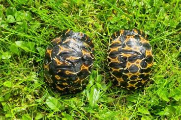 Turtles and Tortoises kaufen und verkaufen Photo: 2 Strahlenschildkröten, Astrochelys Radiata NZ 23 "Weibchen? Je 490,--