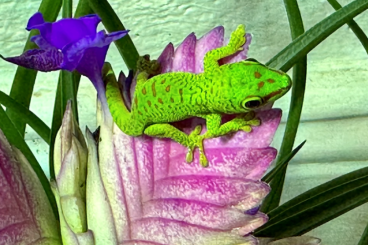 Geckos kaufen und verkaufen Foto: PHELSUMA GRANDIS NZ (großer Madagaskar Taggecko)