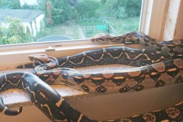 Snakes kaufen und verkaufen Photo: 2 Boa Constrictoren - Imperator Mix
