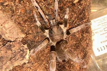 - bird spiders kaufen und verkaufen Photo: Hysterocrates hercules Bock 1.0