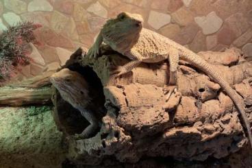 Bearded dragons kaufen und verkaufen Photo: Bartagamen mit Terrarium 