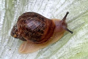 Schnecken und Muscheln kaufen und verkaufen Foto: Achatschnecken (Achatina Achatina)