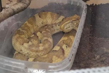 Snakes kaufen und verkaufen Photo: Trimeresurus puniceus - adult females