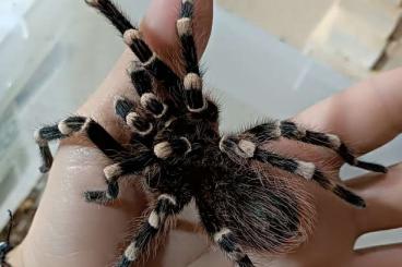 Vogelspinnen kaufen und verkaufen Foto: Acanthoscurria geniculata 