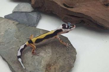 Geckos kaufen und verkaufen Photo: Verschiedene Leopardgecko weibchen
