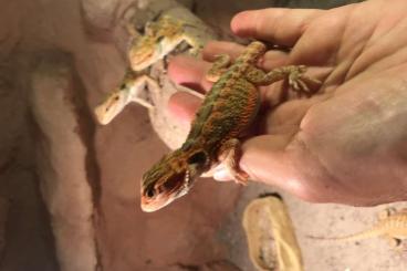 Bearded dragons kaufen und verkaufen Photo: Junge wunderschöne Bartis abzugeben 