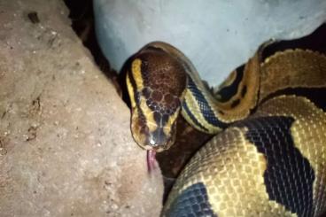 Königspythons kaufen und verkaufen Foto: Verkaufe Königin mit terrarium Königspythons kaufen und verkaufen Foto: Verkaufe Königin mit terrarium