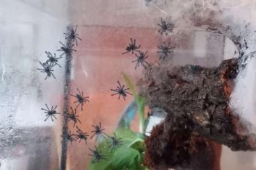Vogelspinnen kaufen und verkaufen Photo: Caribena versicolor ENZ 25 zur abgabe