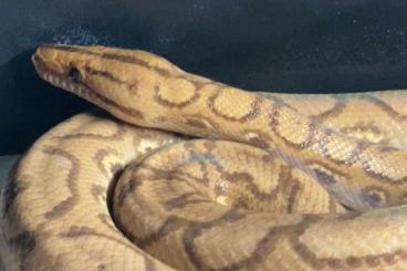 Boas kaufen und verkaufen Photo: BRAZILIAN RAINBOW BOA - EPICRATES CENCHRIA Boas kaufen und verkaufen Photo: BRAZILIAN RAINBOW BOA - EPICRATES CENCHRIA