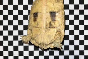 Tortoises kaufen und verkaufen Photo: 9 Testudo Kleinmanni von 2020 abzugeben - Bitte Text lesen