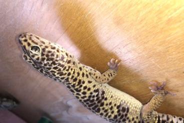 Geckos kaufen und verkaufen Photo: 2 Leoparden geckos abzugeben 