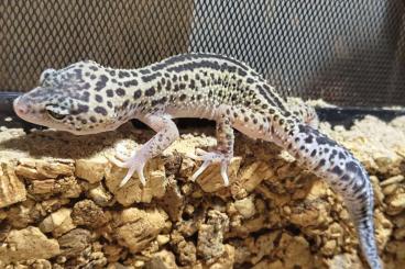 Geckos kaufen und verkaufen Foto: Leopardgecko (Eublepharis macularius) 0,2