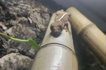 Geckos kaufen und verkaufen Photo: Streifengecko (Gekko Vittatus) 