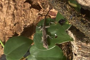 Lizards kaufen und verkaufen Photo: Anolis marmoratus marmoratus NZ