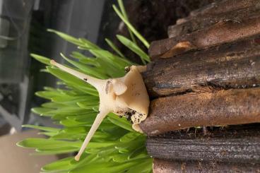 Schnecken kaufen und verkaufen Foto: Lissachatina Fulica Afrikanische Riesenschnecken 