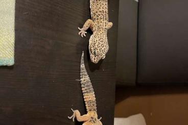 Geckos kaufen und verkaufen Foto: **2 Leopardengeckos mit Terrarium**